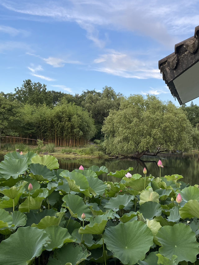 上海4A級國家森林公園-共青森林公園🌳🌿🐿️