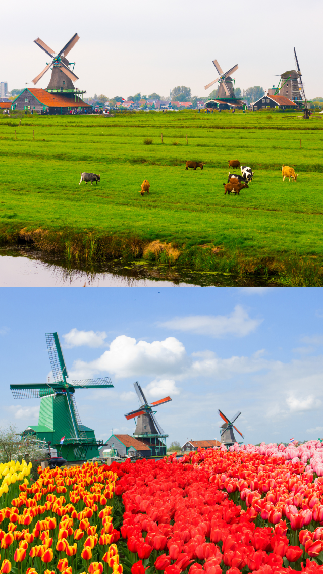 เนเธอร์แลนด์…ดินแดนแห่งกังหันลม ทุ่งดอกไม้ เนเธอร์แลนด์…ดินแดนแห่งกังหันลม ทุ่งดอกไม้