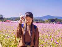 【韓國秋天好去處】🌿🍀京畿道楊州Nari公園·粉黛亂子草、波波草打卡