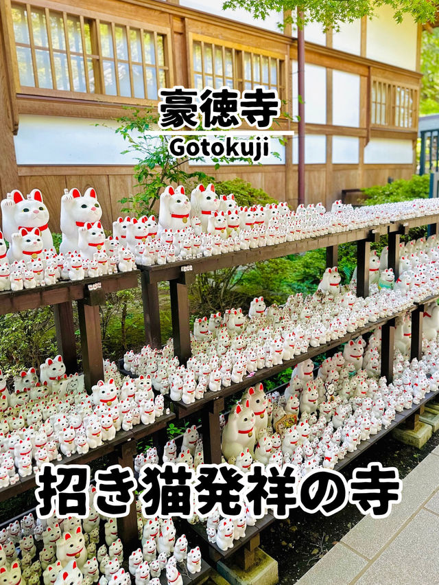 【世田谷】🐈幸運の招き猫だらけ✨