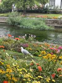 🏰 Canterbury — เมืองประวัติศาสตร์แสนอบอุ่น
