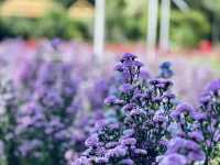 Songkhla Flower Farm