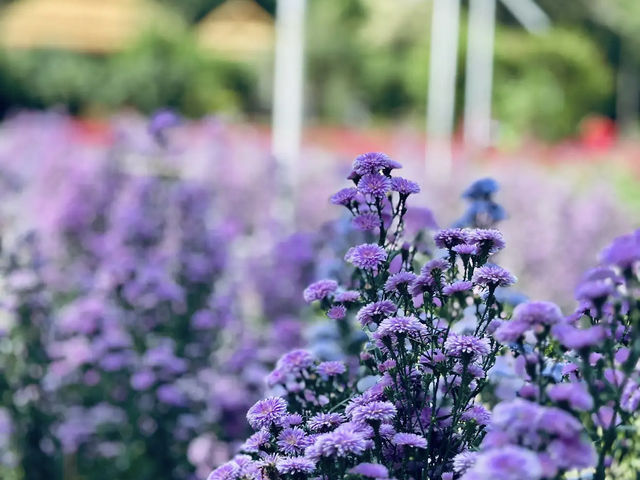 Songkhla Flower Farm