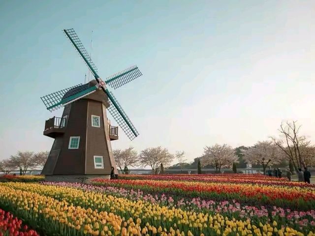 最夢幻花海色彩繽紛旅人必去💕成都漫花莊園