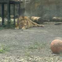 北海道旭川市旭山動物園
