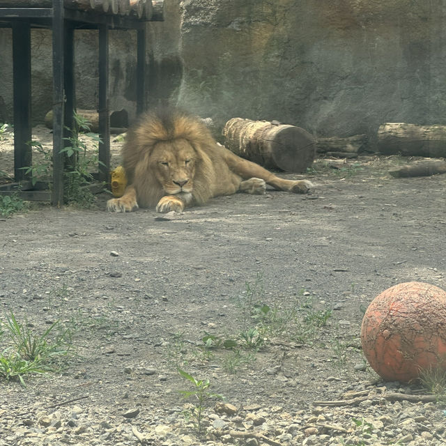 北海道旭川市旭山動物園
