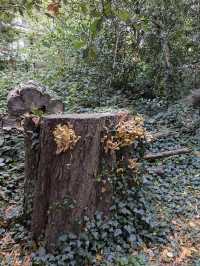 🌳✨ Green Escape & Elegance at Holland Park 🏞️