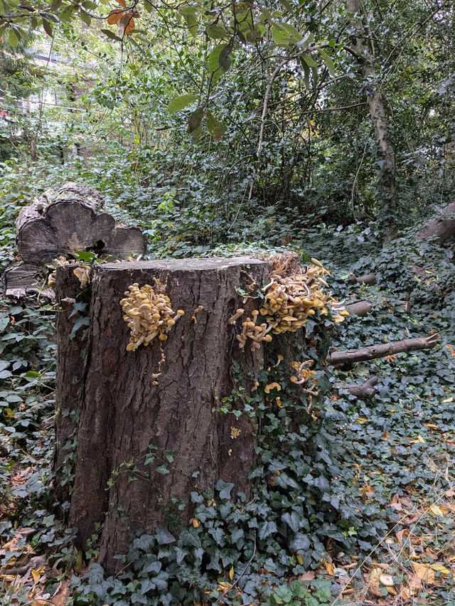 🌳✨ Green Escape & Elegance at Holland Park 🏞️