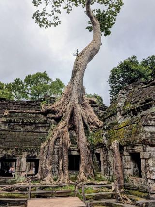 Ta Prohm 寺廟 ប្រាសាទ តាព្រហ្ម