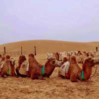 ขี่อูฐในทะเลทรายร้องเพลง