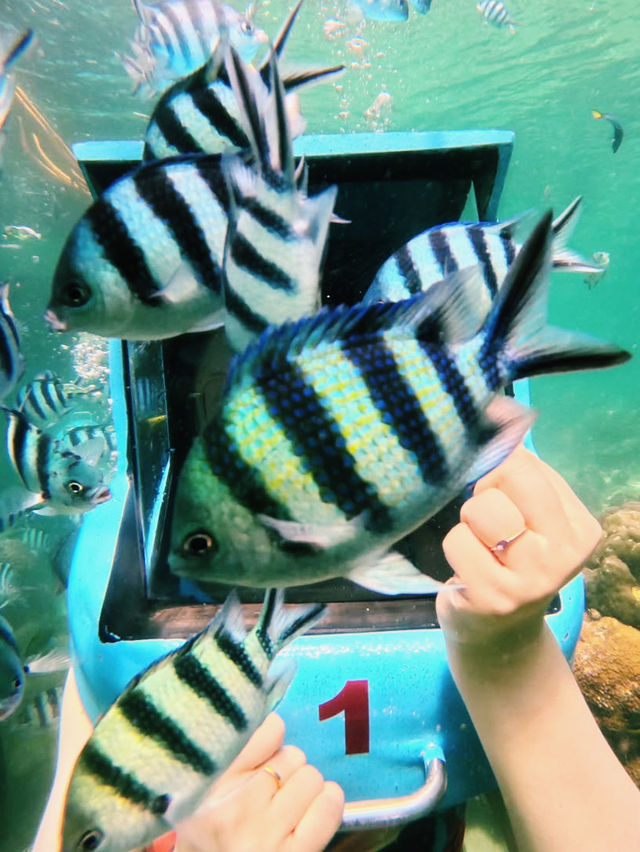 🏝️🌊 Tropical Bliss at Manukan Island, Kota Kinabalu 🌞🐠