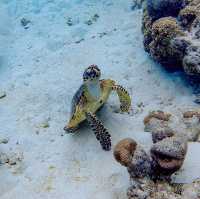 เที่ยวเกาะสุรินทร์