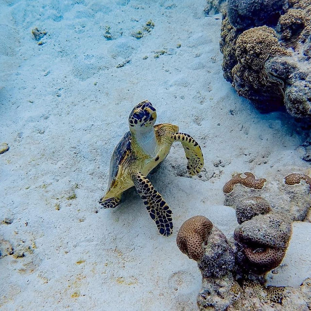 เที่ยวเกาะสุรินทร์