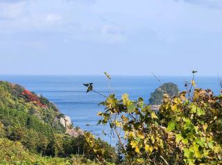 일본의 외딴 섬, 오키 제도의 삶을 경험해 보세요.