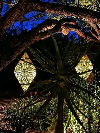 🌞 Desert Botanical Garden – Where the Desert Blooms with Life