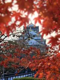 大阪｜連兩年造訪大阪城 看秋日銀杏與楓紅的別樣美感