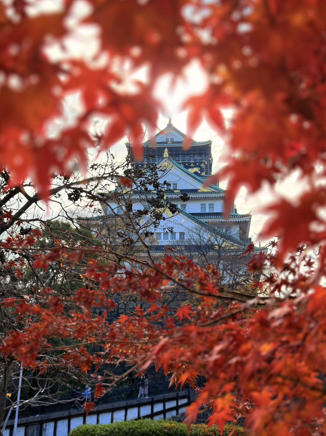 大阪｜連兩年造訪大阪城 看秋日銀杏與楓紅的別樣美感