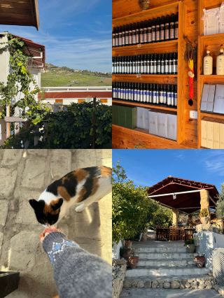 🌿 ประสบการณ์เยี่ยมชมฟาร์มมะกอกใกล้เมืองตูนิส 🌞