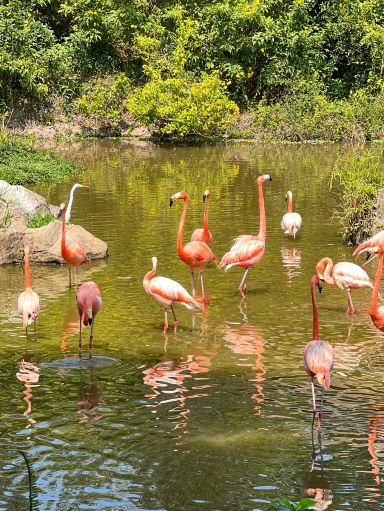 VIetnam🇻🇳 Safari Vinpearl - Phu Quoc | Trip.com — Фукуок