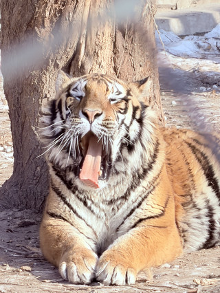Snow Safari! Incredible Close-Up Tiger Encounters in Harbin.