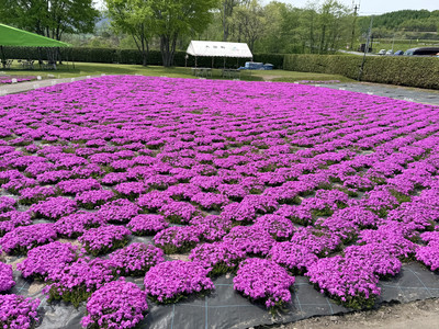 🌸北海道・東藻琴芝桜公園：夢のようなピンク色の花の海 | Trip.com 大空町