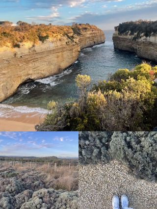 Great Ocean Road Day Tour 🚍🌊