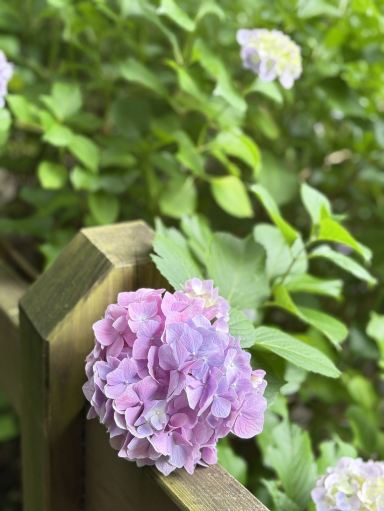 フラワー・ガーデニング Hirobe Kobe Nunobiki Herb Gardens Hydrangea Travelogue. | Trip.com Kobe