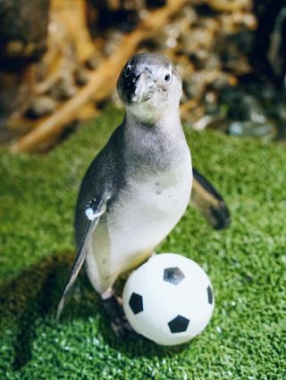 #travelwithfootball  

Dive into ATL’s coolest aqu