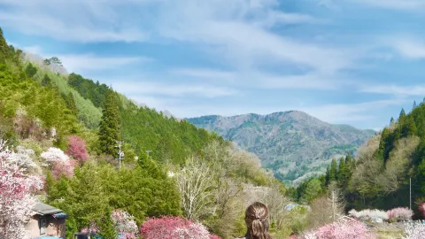 桃の花街道（長野県） — traveler post in 阿智村