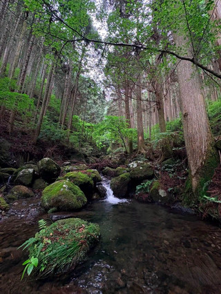Combine a Tokyo trip with some nature at Hinahara 🌿