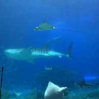  🐋 WHAT AN AMAZING AQUARIUM 🌊