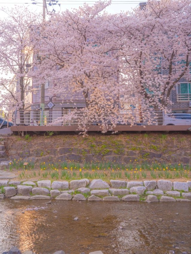 울산의 벚꽃 메인스팟은 여기"궁거랑 꽃담길"