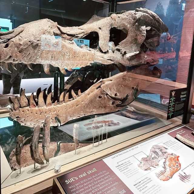 1 of the biggest museum🦖🦕