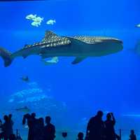 珠海長隆兩天一夜套票怎麼玩！🐬🐳🐋🎢😆