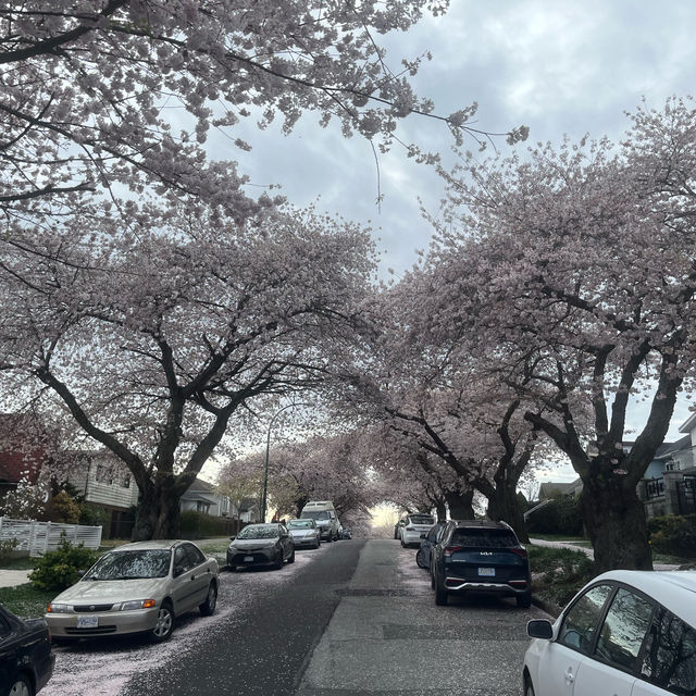 Cherry Blossom 