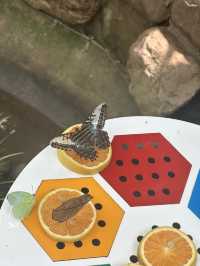 Shanghai Zoo: A Green Escape in the City