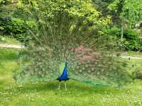 Holland Park, London