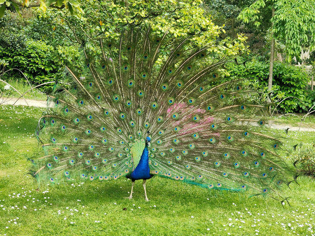 Holland Park, London