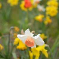 Spring Time in Greifswald… Germany 