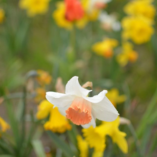 Spring Time in Greifswald… Germany 