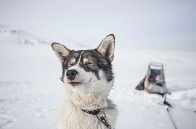 Savoring the Solitude: A Journey to Svalbard