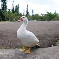 🐤東南植物樂園🦫日本最大的戶外植物園之一🌺