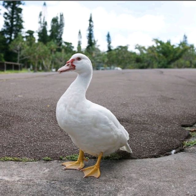 🐤東南植物樂園🦫日本最大的戶外植物園之一🌺