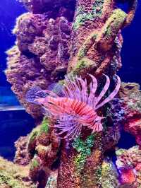 Dive into Antalya Aquarium, Türkiye 🐠
