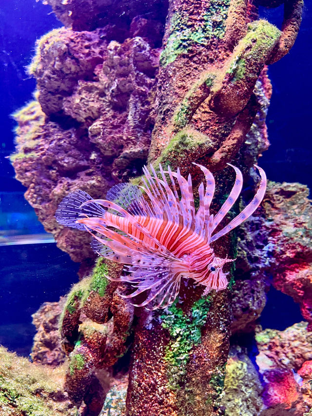 Dive into Antalya Aquarium, Türkiye 🐠