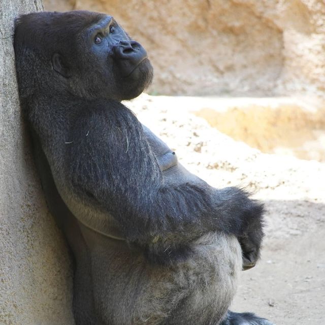 Los Angeles Zoo 🇺🇸