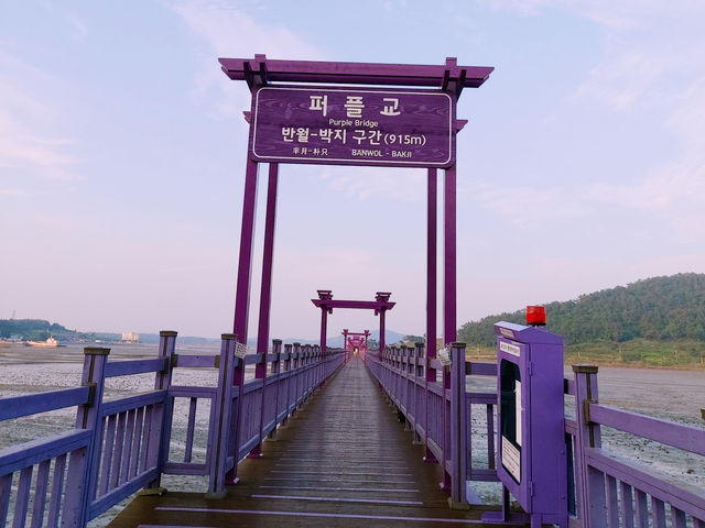 신안 퍼플교