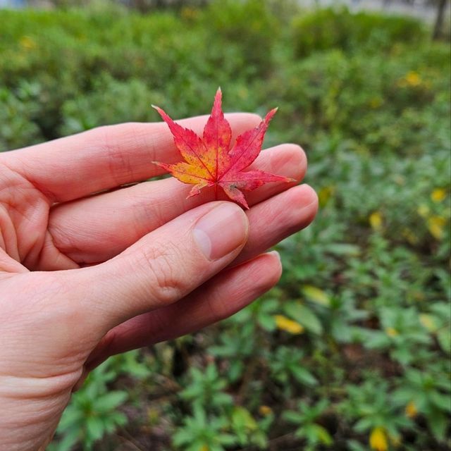 Autumn in Kyoto <3