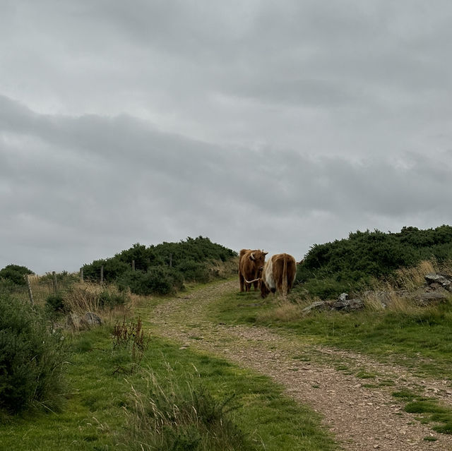 Scotland’s natural beauty 🏴󠁧󠁢󠁳󠁣󠁴󠁿🌳🐮