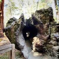 🌲 Land of Giants: Visit the General Sherman Tree 🌲